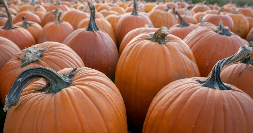 2025 Pumpkin Header (1500 × 788 px)