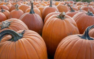 North Shore Pumpkin Patches & Events – 2025