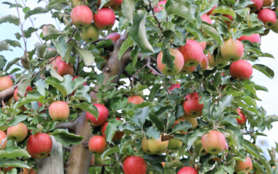 Apple Picking & Festivals on the North Shore (2025)