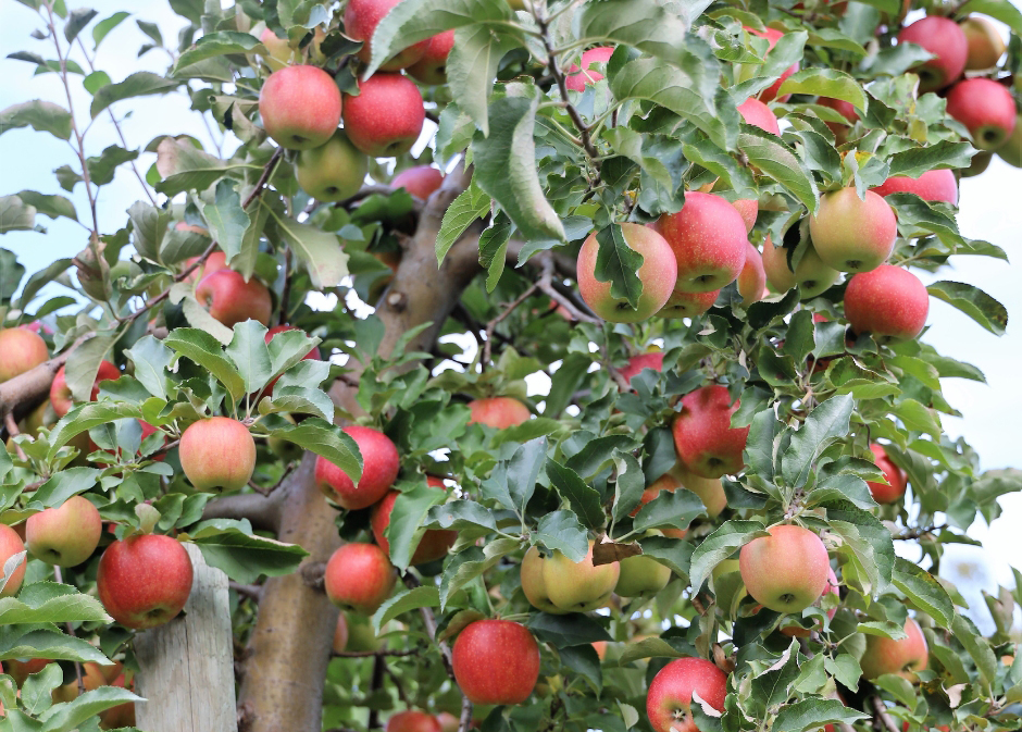 Apple Picking & Festivals on the North Shore (2025)