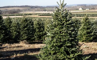 Where to Get a Christmas Tree on the North Shore – 2025