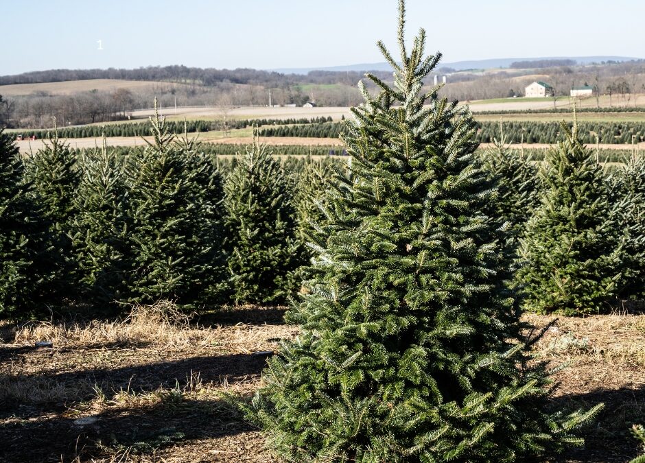 Where to Get a Christmas Tree on the North Shore – 2025