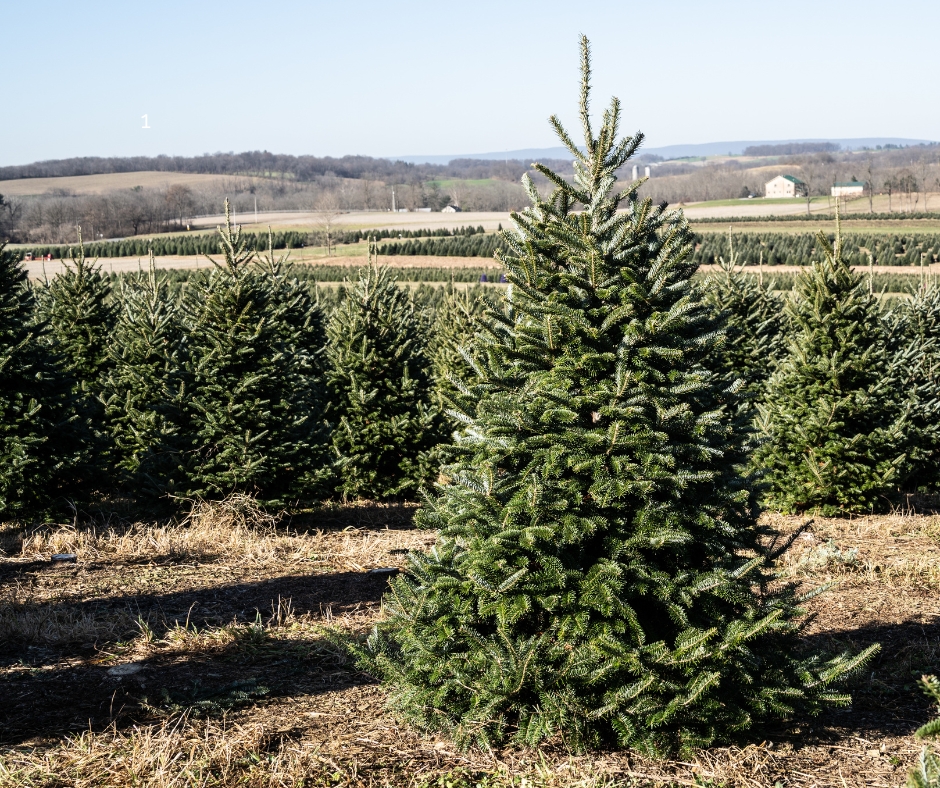 Christmas Tree Header 2025