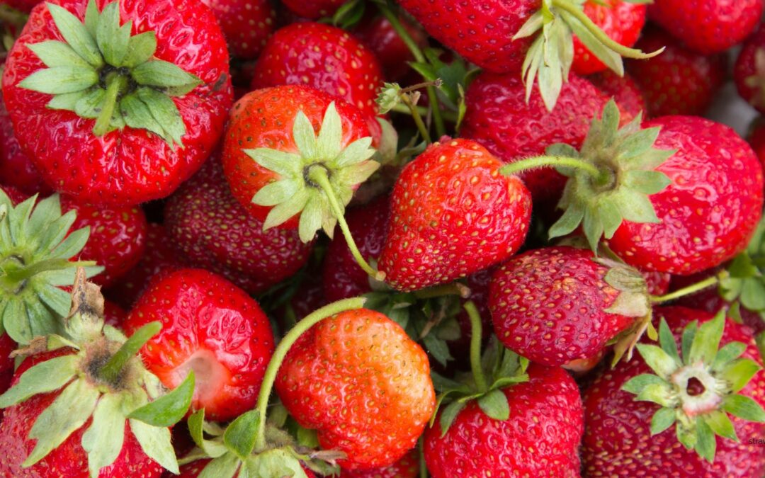 Strawberry Festivals & Picking on the North Shore – 2026